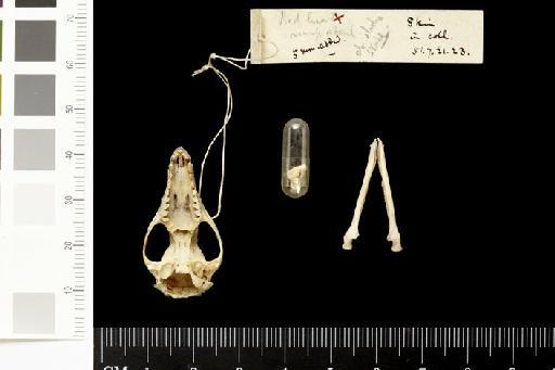 Didelphys (Peramys) scalops Thomas, 1888 - 1851.8.30.10_Skull_Ventral