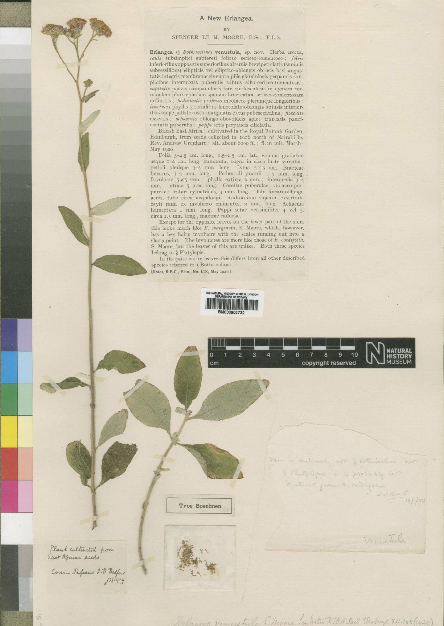 To NHMUK collection (Erlangea venustula Moore; Type; NHMUK:ecatalogue:4528738)