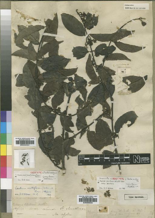Keetia multiflora (Schumach. & Thonn.) Bridson - BM000903241