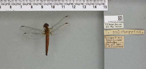 Orchithemis pulcherrima Brauer, 1878 - 011252939_92971_1255978_2