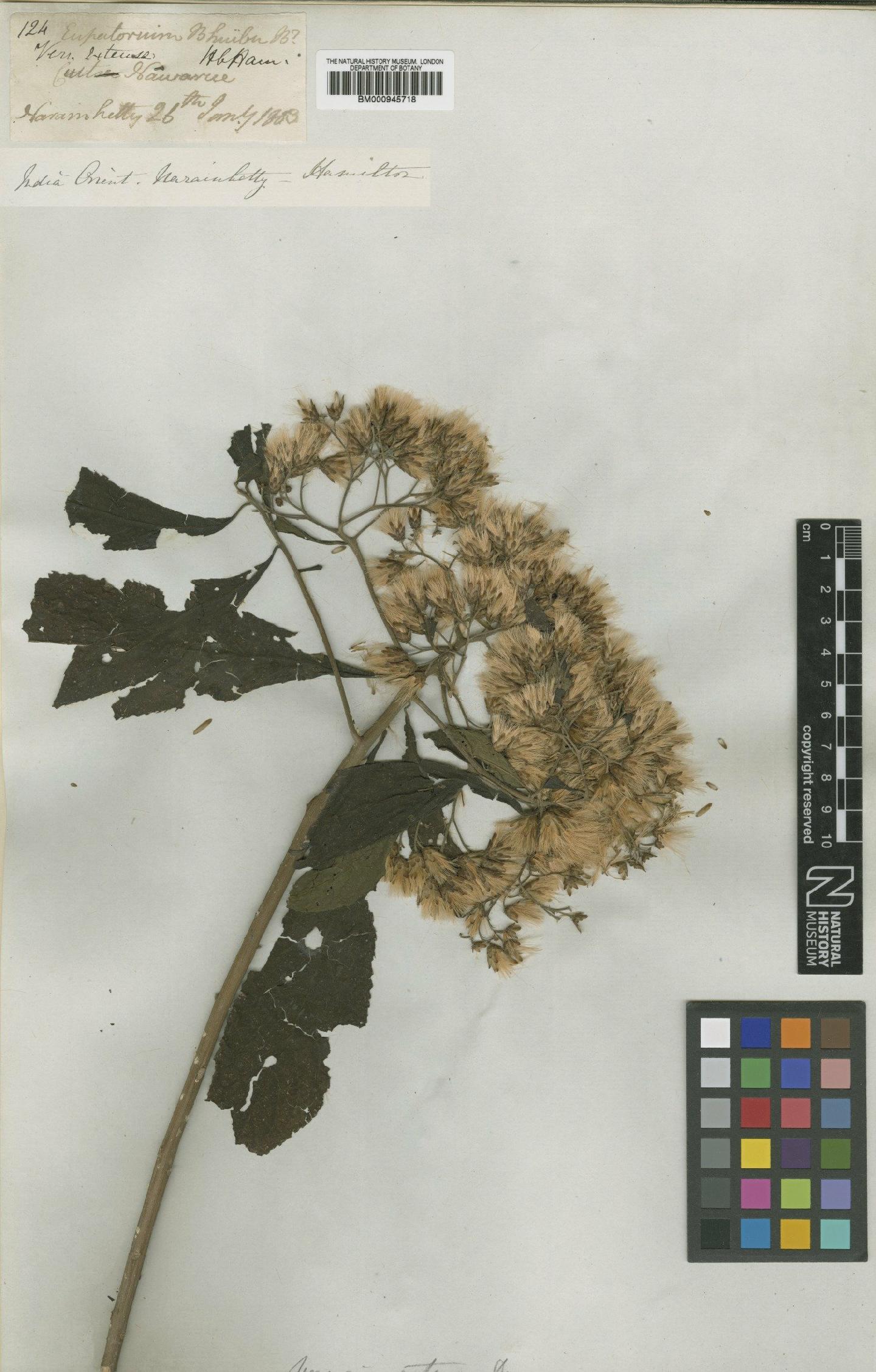 To NHMUK collection (Vernonia extensa DC.; Type; NHMUK:ecatalogue:3247)