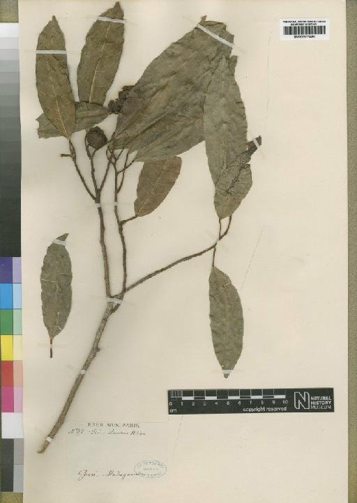 Ficus polyphlebia Baker - BM000911460
