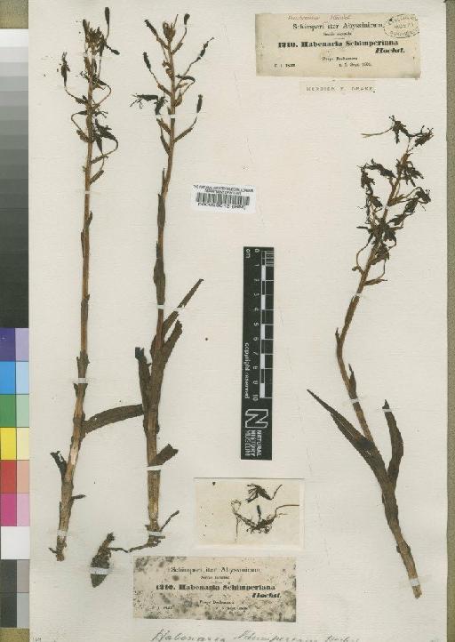 Habenaria schimperiana A.Rich. - BM000033813