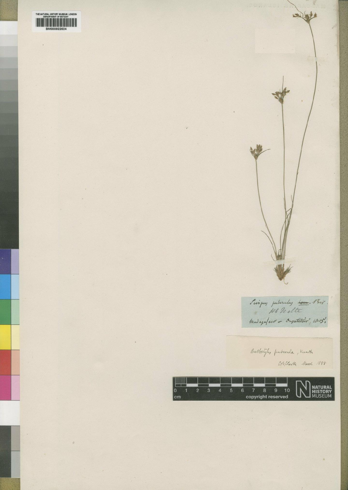 To the Natural History Museum, London (Bulbostylis puberula (Kunth) C.B.Clarke BM000922624 type 1)