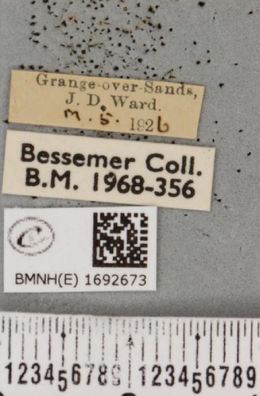 Nola confusalis (Herrich-Schäffer, 1847) - BMNHE_1692673_label_292284