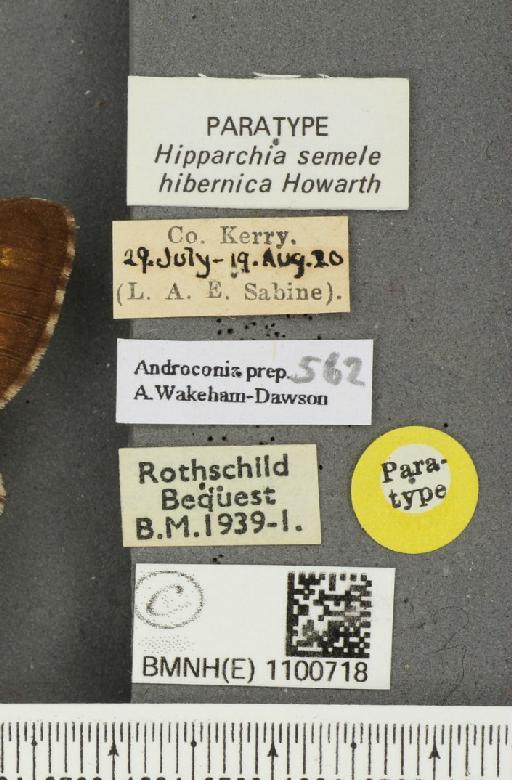 Hipparchia semele hibernica Howarth, 1971 - BMNHE_1100718_label_11807
