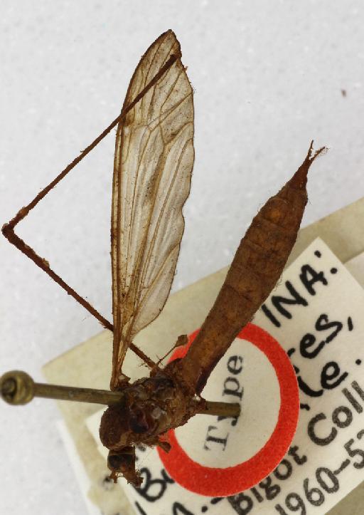 Ischnotoma (Icriomastax) nudicornis (Macquart) - Tipula_nudicornis-010210571-habitus_oblique