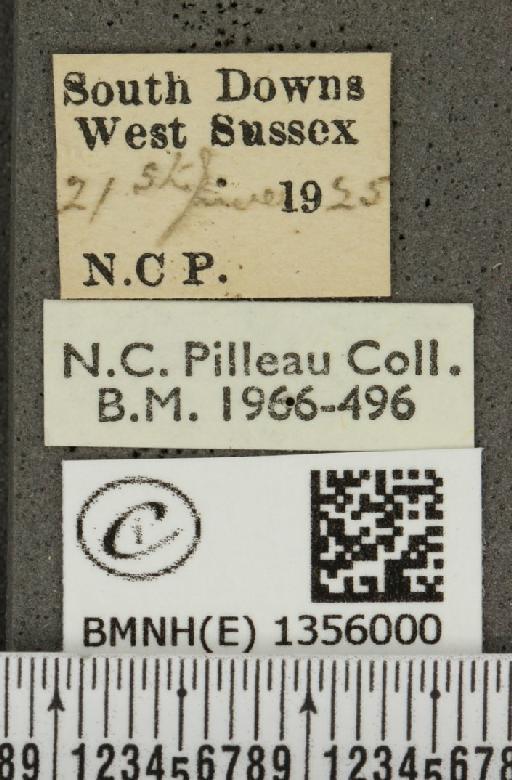 Plebejus argus argus ab. basijuncta Tutt, 1909 - BMNHE_1356000_label_153620