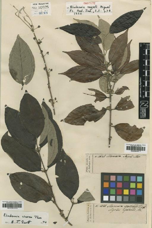 Rhodamnia cinerea Jack - BM000944013