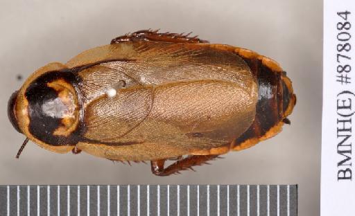 Henschoutedenia raggei Kumar, 1975 - Henschoutedenia raggei Kumar, 1975, female, holotype, dorsal. Photographer: Heidi Hopkins. BMNH(E)#878084