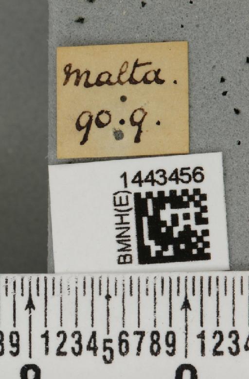 Ceratitis (Ceratitis) capitata (Wiedemann, 1824) - BMNHE_1443456_label_26851