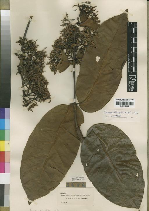 Cuviera truncata Hutch. & Dalziel - BM000903508
