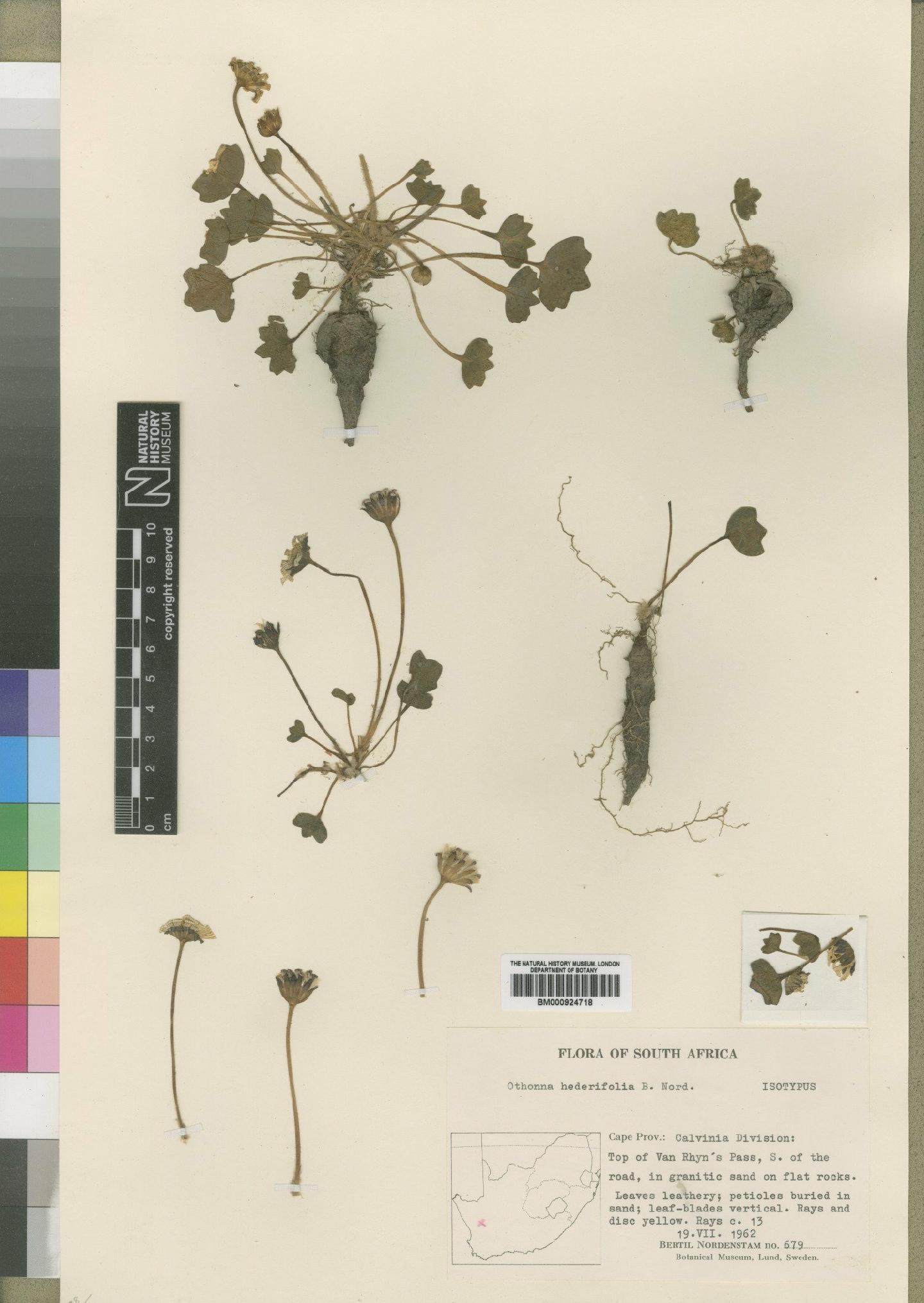 To NHMUK collection (Othonna hederifolia Nord; Type; NHMUK:ecatalogue:4553357)