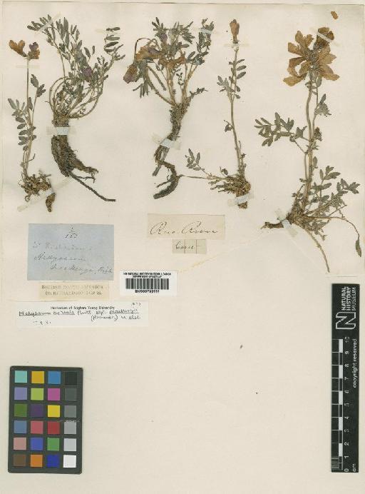 Hedysarum boreale subsp. mackenzii (Richardson) Welsh - BM000793111