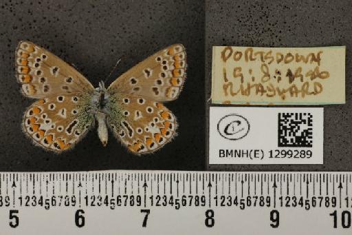 Polyommatus icarus icarus (Rottemburg, 1775) - BMNHE_1299289_150019