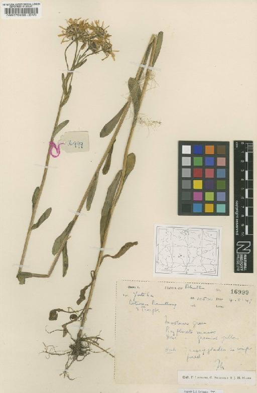 Aster neo-elegans Grierson - BM000070255