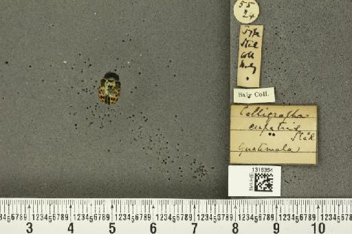 Calligrapha eupatris Stål, 1860 - BMNHE_1316354_16680