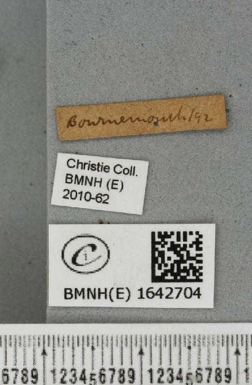 Habrosyne pyritoides (Hufnagel, 1766) - BMNHE_1642704_label_235500
