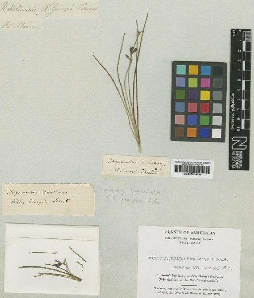 Thysanotus pauciflorus R.Br. - BM000939299