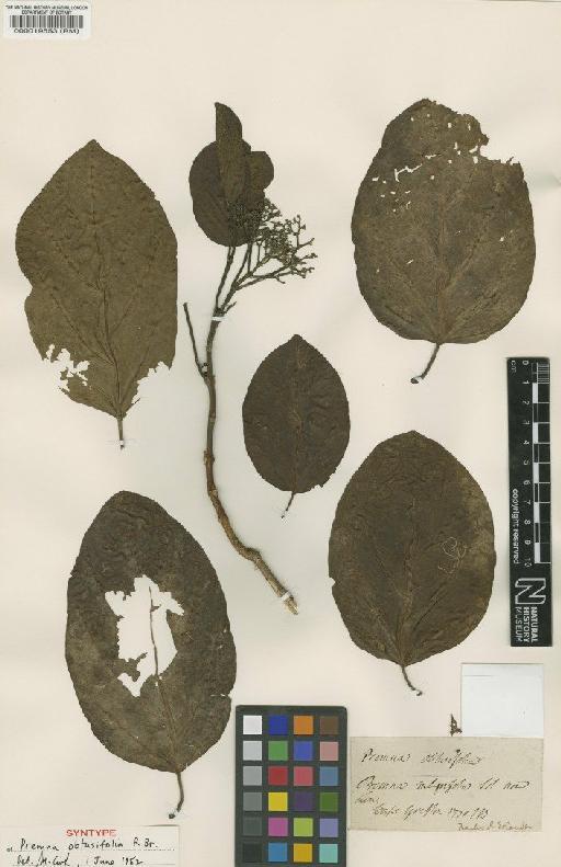 Premna obtusifolia R.Br. - BM000019553