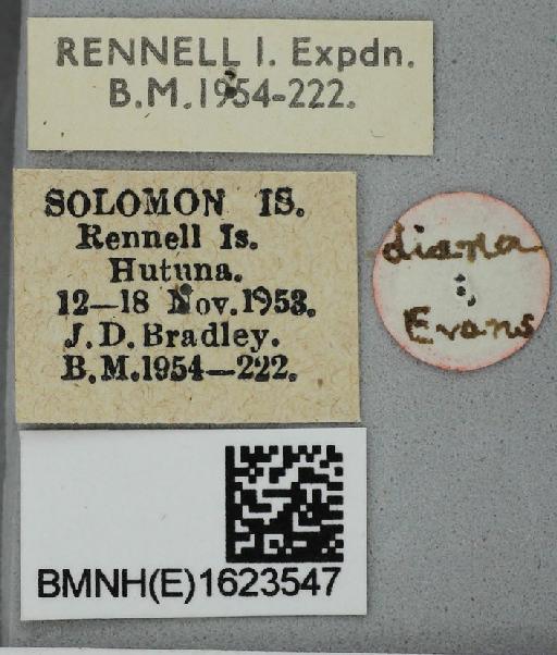 Hasora hurama diana Evans, 1958 - Hasora hurama diana Evans holotype 1623547 labels1