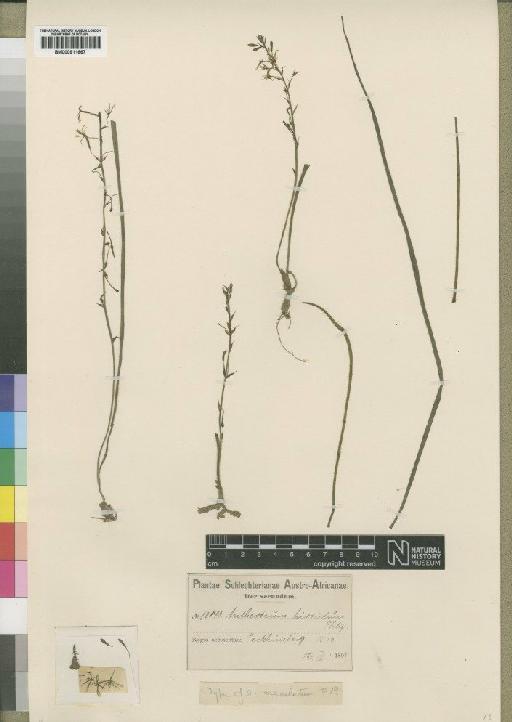 Trachyandra ciliata (L.f.) Kunth - BM000911667