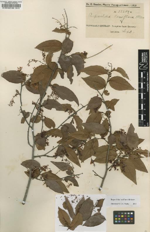 Ruprechtia laxiflora Meisn - BM000092566