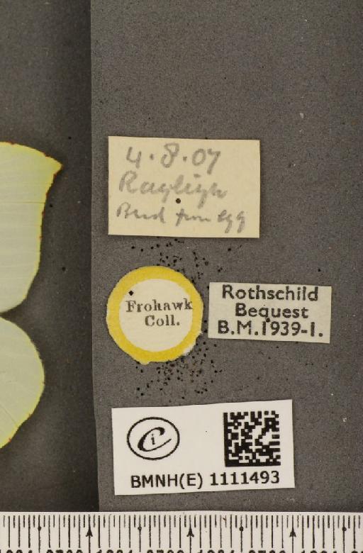 Gonepteryx rhamni rhamni ab. cleodoxa Röber, 1907 - BMNHE_1111493_label_64677