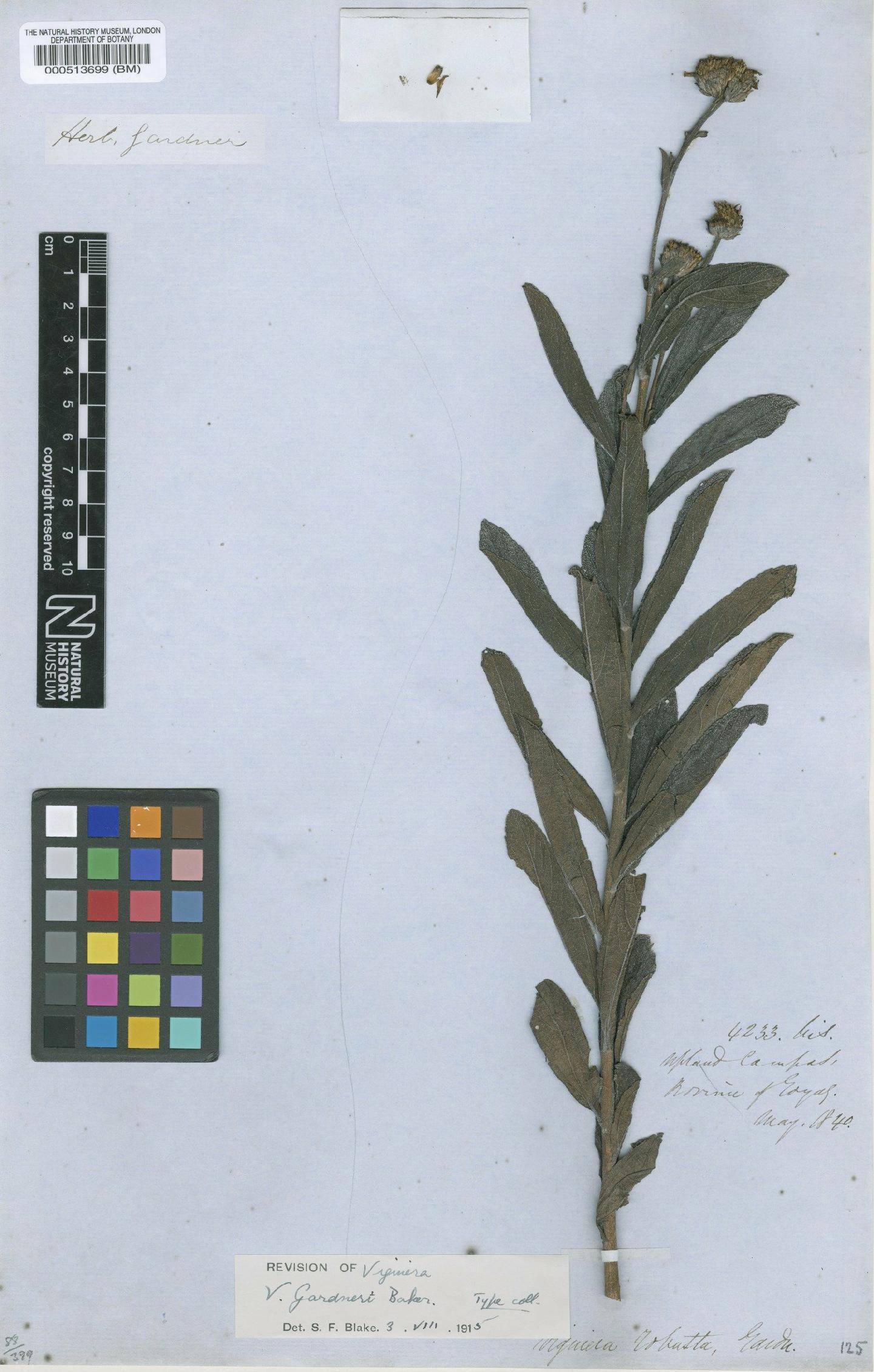 To NHMUK collection (Viguiera gardneri Baker; Type; NHMUK:ecatalogue:4976931)