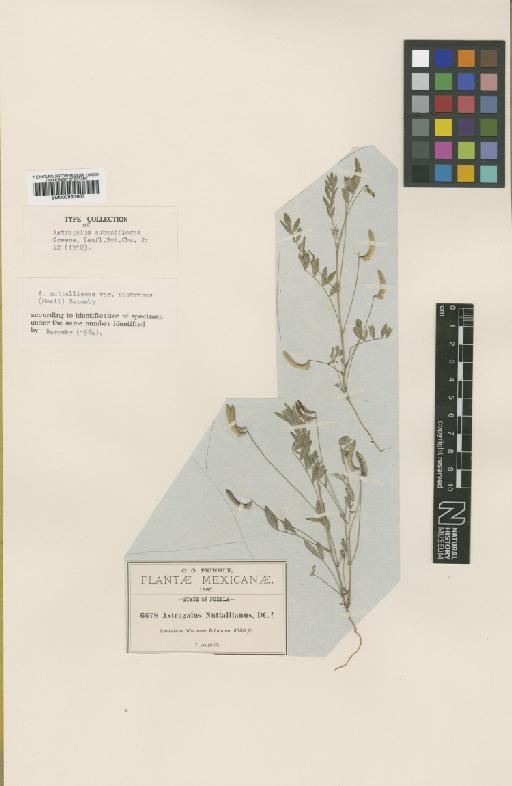 Astragalus nuttalianus var. austrinus (Small) Barneby - BM000931607