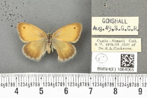 Coenonympha pamphilus ab. latiora Leeds, 1950 - BMNHE_1064065_25241