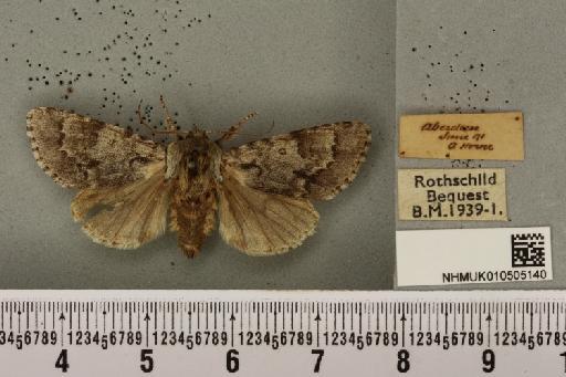 Acronicta menyanthidis scotica (Tutt, 1891) - NHMUK_010505140_562521