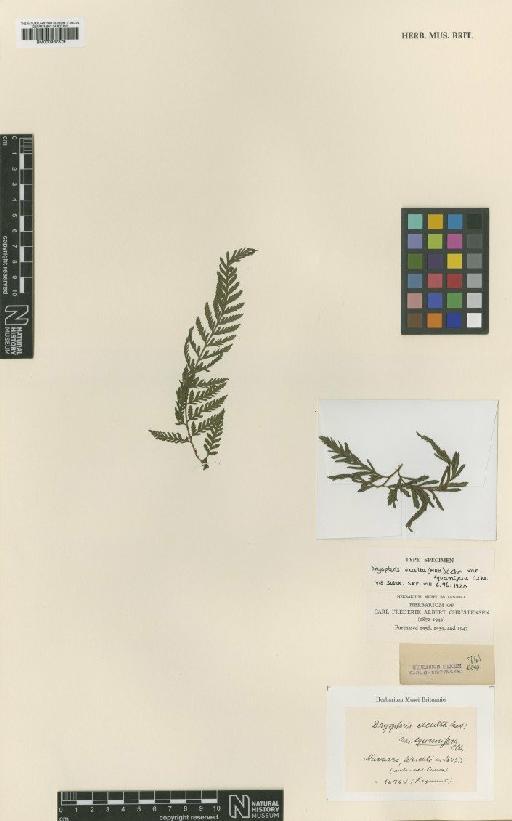 Lastreopsis exculta subsp. exculta (Mett.) Tindale - BM000937879