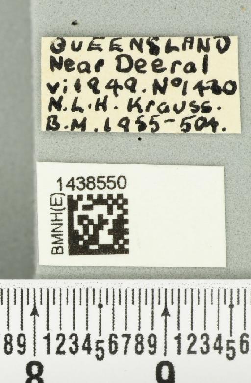 Bactrocera (Bactrocera) laticauda (Hardy, 1950) - BMNHE_1438550_label_32519