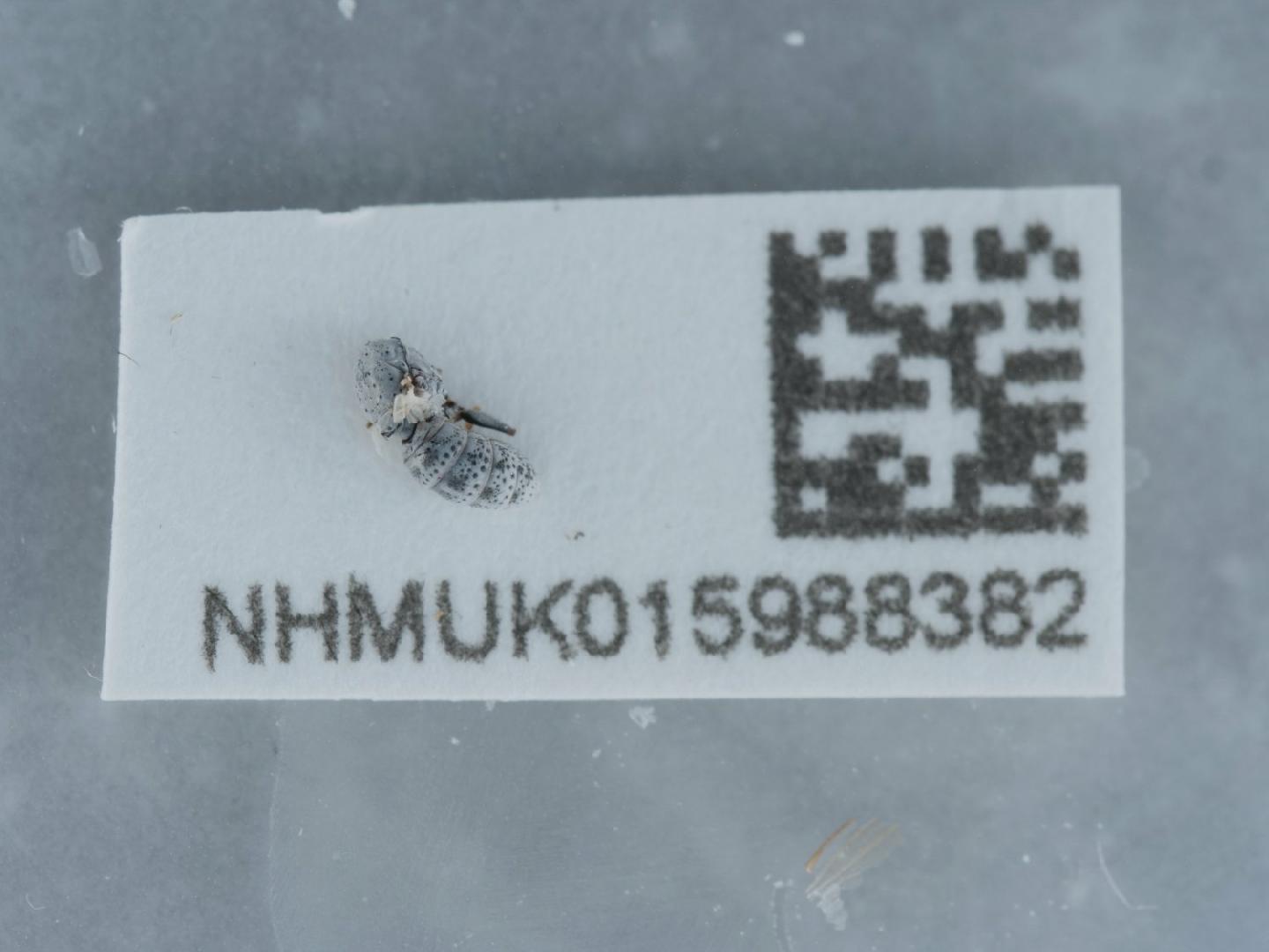Acrometopia wahlbergi thumbnail