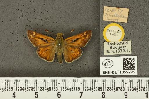 Hesperia comma (Linnaeus, 1758) - BMNHE_1355295_156540