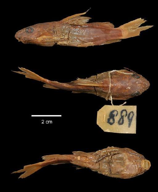 Synodontis holopercnus Boulenger, 1920 - 1919.9.10.264-5b; Synodontis holopercnus; type; ACSI Project image