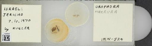 Urophora mauritanica Macquart, 1851 - BMNHE_1503960_56561