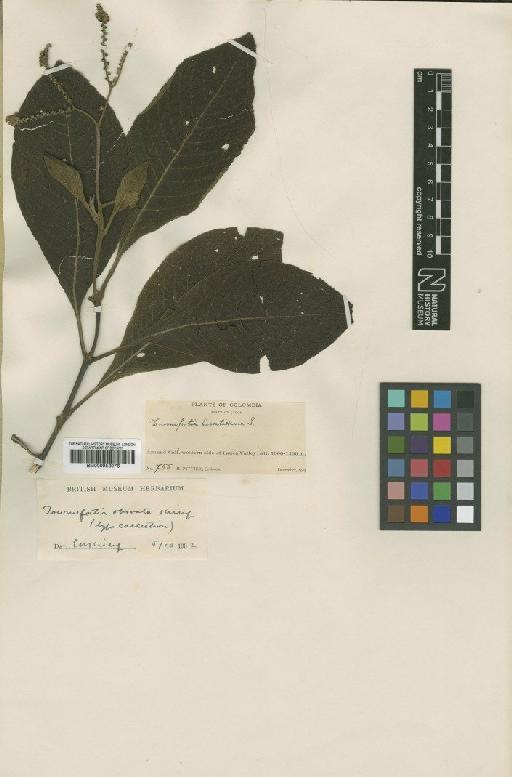 Tournefortia obovata Killip - BM000953076