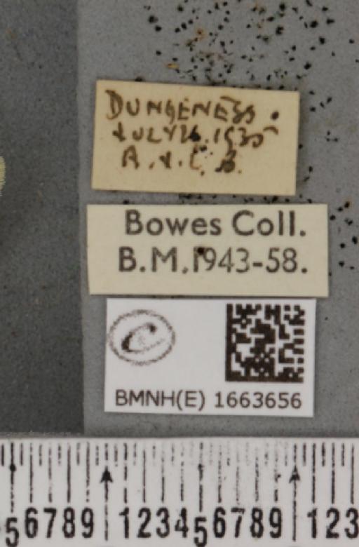 Eilema pygmaeola pallifrons (Zeller, 1847) - BMNHE_1663656_label_355651