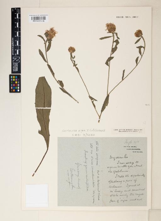 Centaurea debeauxii Gren. & Godr. × C. nigra L. - 014621736