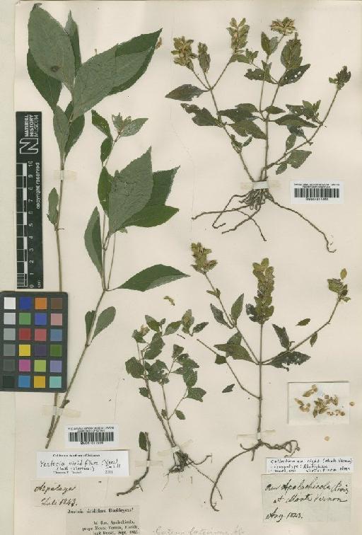 Yeatesia viridiflora (Nees) Small - BM001011560