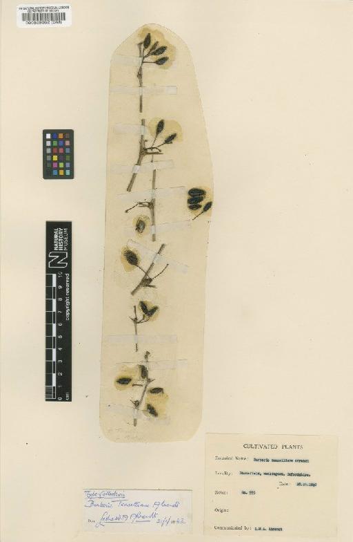 Berberis × teaselliana Ahrendt - BM000559362