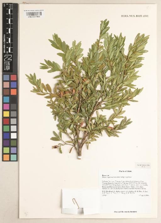Buxus rugulosa var. rugulosa Hatus. - 014617809