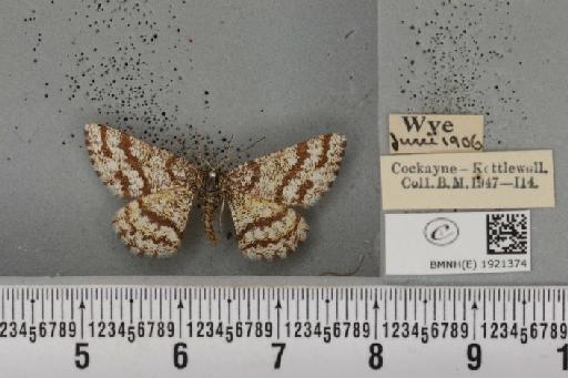 Ematurga atomaria ab. kindervateri Schawerda, 1929 - BMNHE_1921374_486594