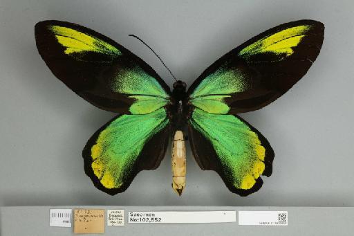 Ornithoptera victoriae regis Rothschild, 1895 - 013602486__