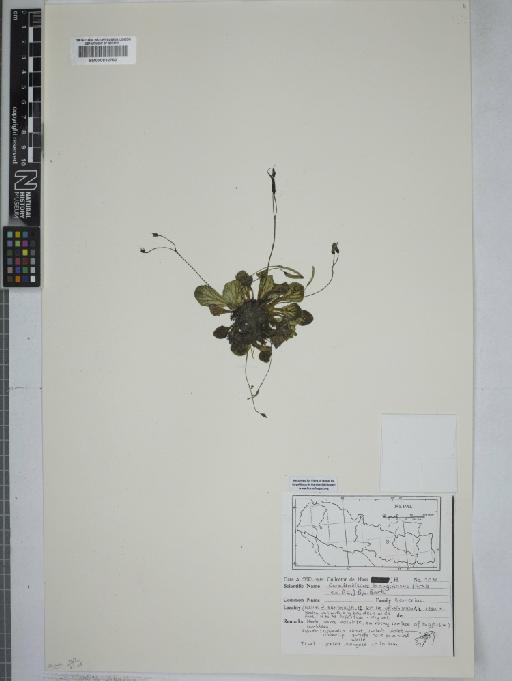Corallodiscus lanuginosus (Wall. ex R.Br.) B.L.Burtt - 000832762