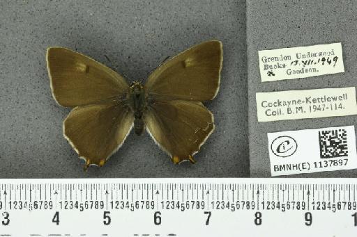 Thecla betulae (Linnaeus, 1758) - BMNHE_1137897_95012