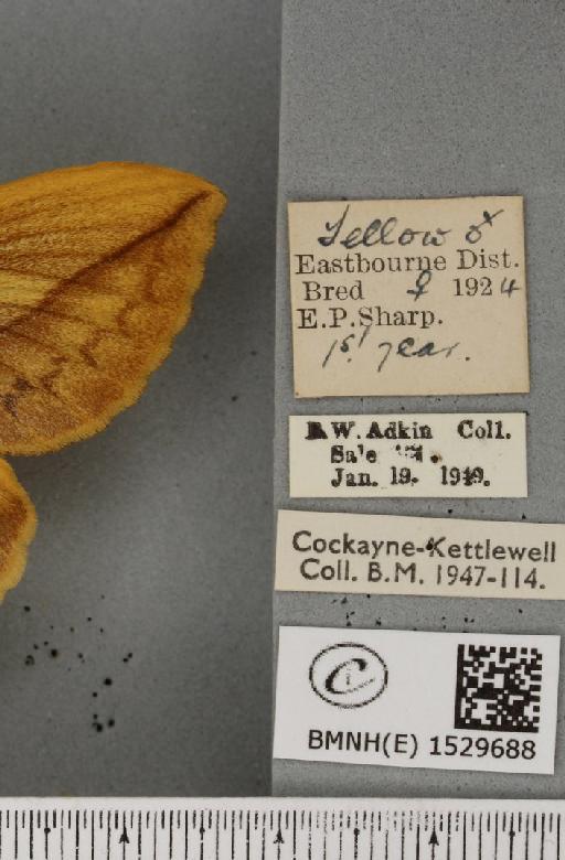Euthrix potatoria ab. transitoria Lempke, 1950 - BMNHE_1529688_label_197204