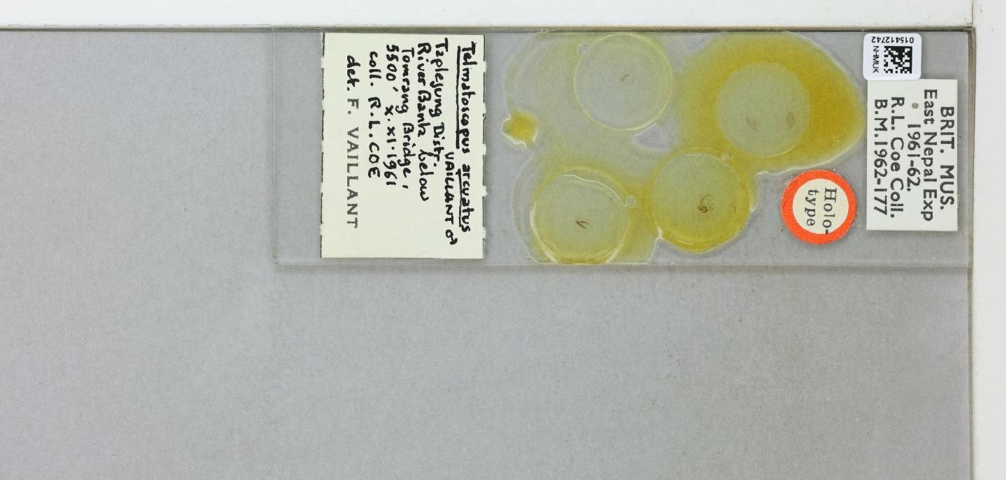 Telmatoscopus arcuatus